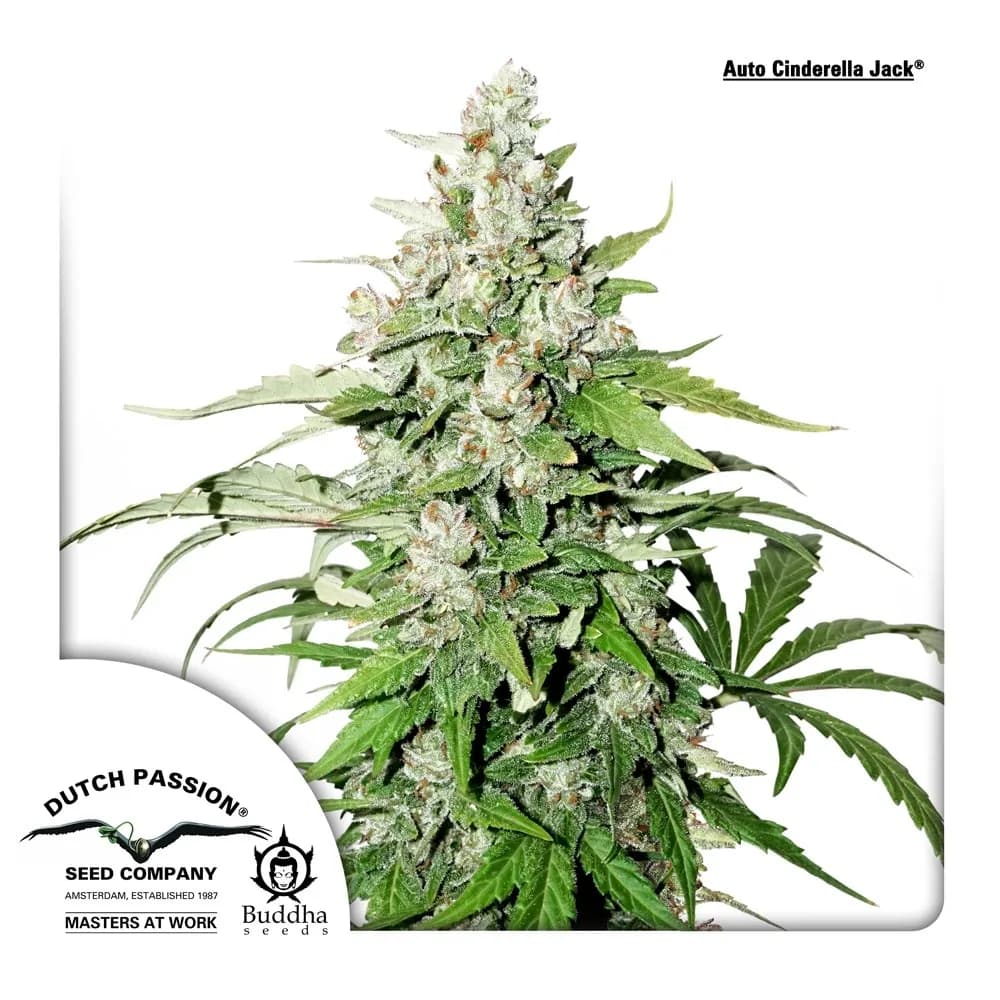 Auto Cinderella Jack