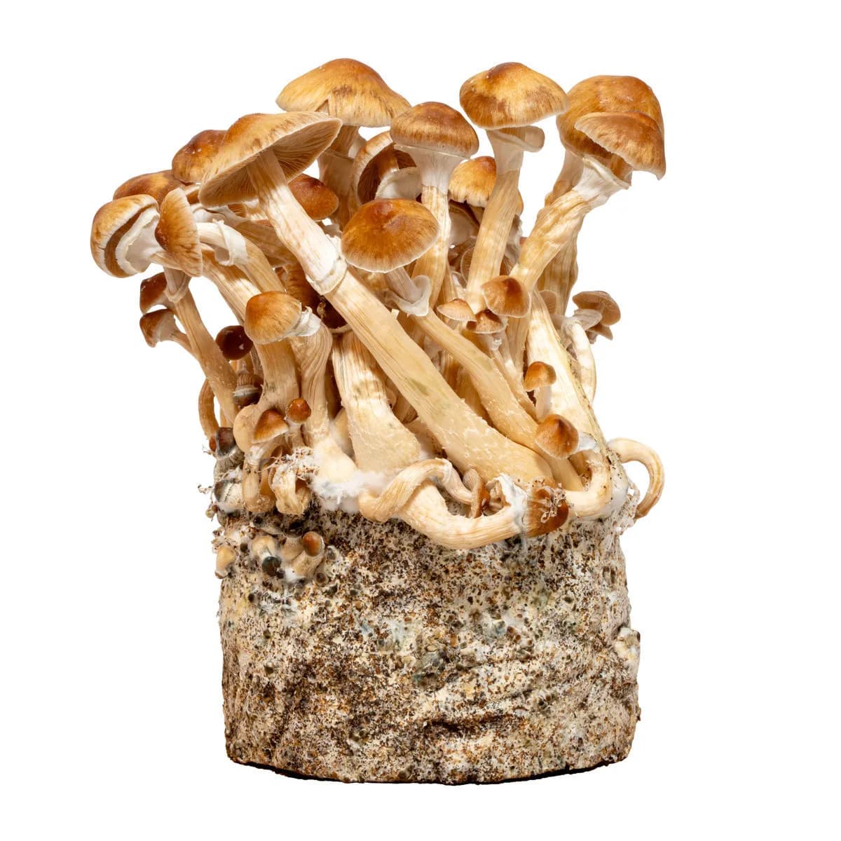 Strzykawka z kulturą płynną Cambodia (Acid Shroomz)