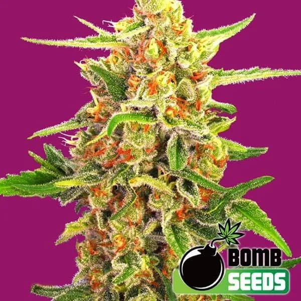 Cherry Bomb
