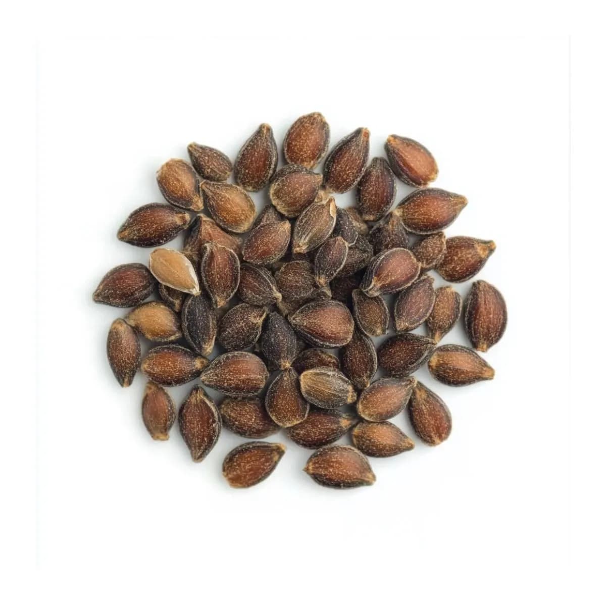 Nasiona Ephedry