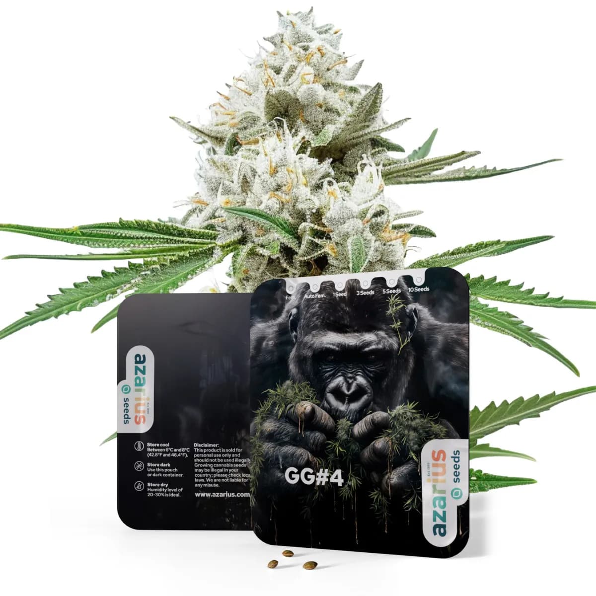 GG4 Auto