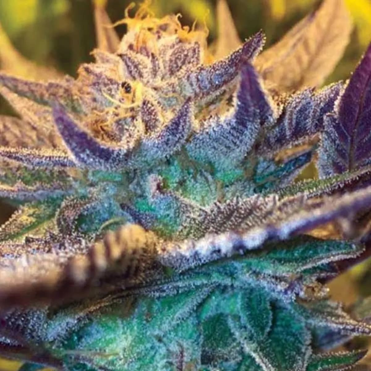 Girl Scout Cookies
