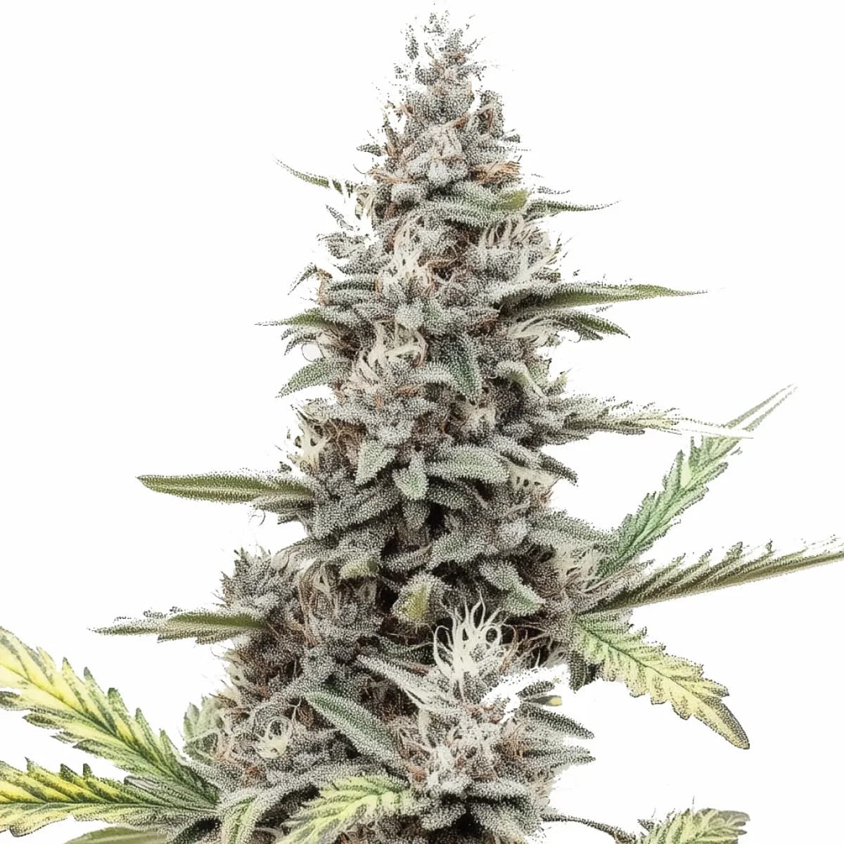 Green Poison