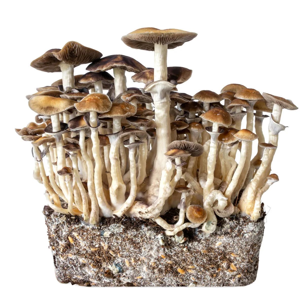 Strzykawka z kulturą płynną Hawaii (Acid Shroomz)