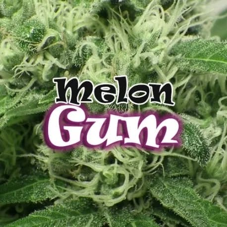 Melon Gum