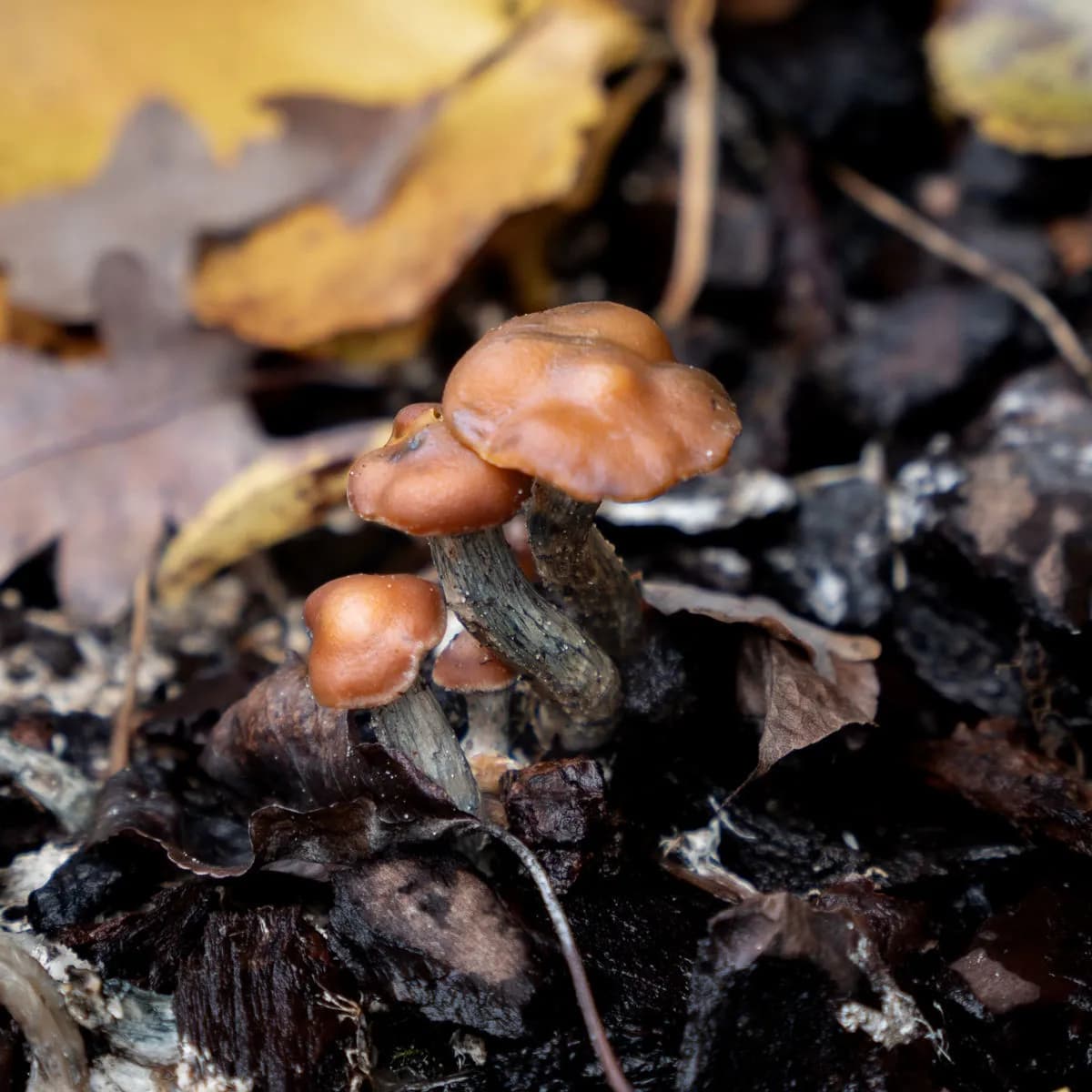 Strzykawka z kulturą płynną Psilocybe azurescens (Acid Shroomz)