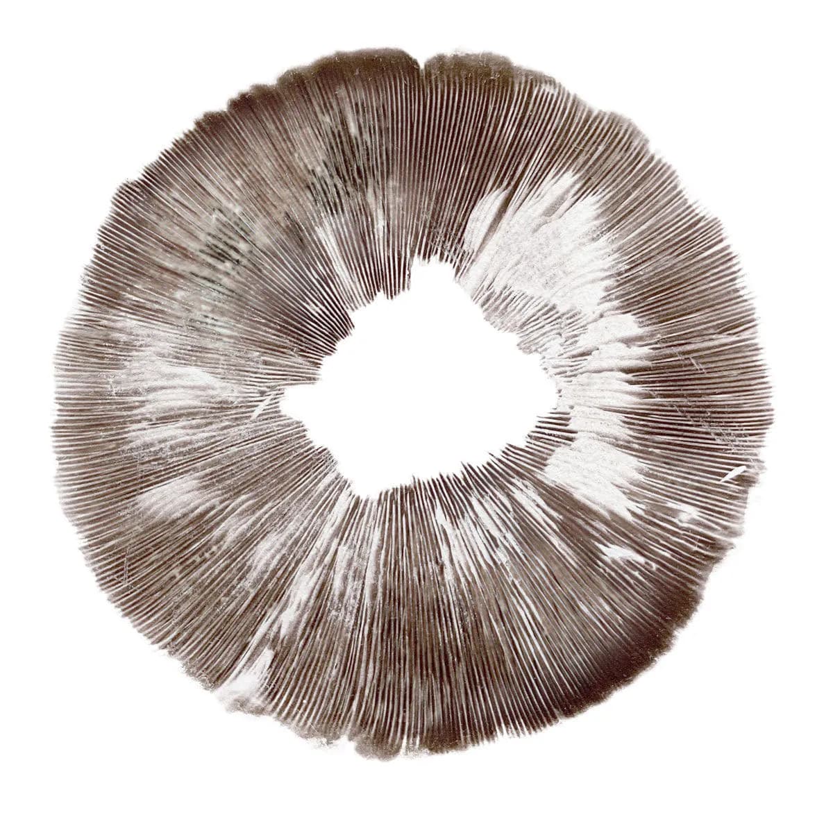 Wysiew zarodników Psilocybe cubensis Amazonas