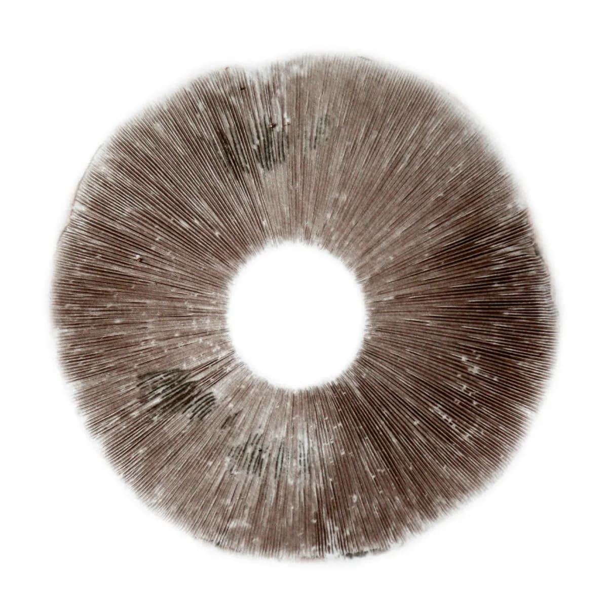 Wysiew zarodników Psilocybe Cubensis B+