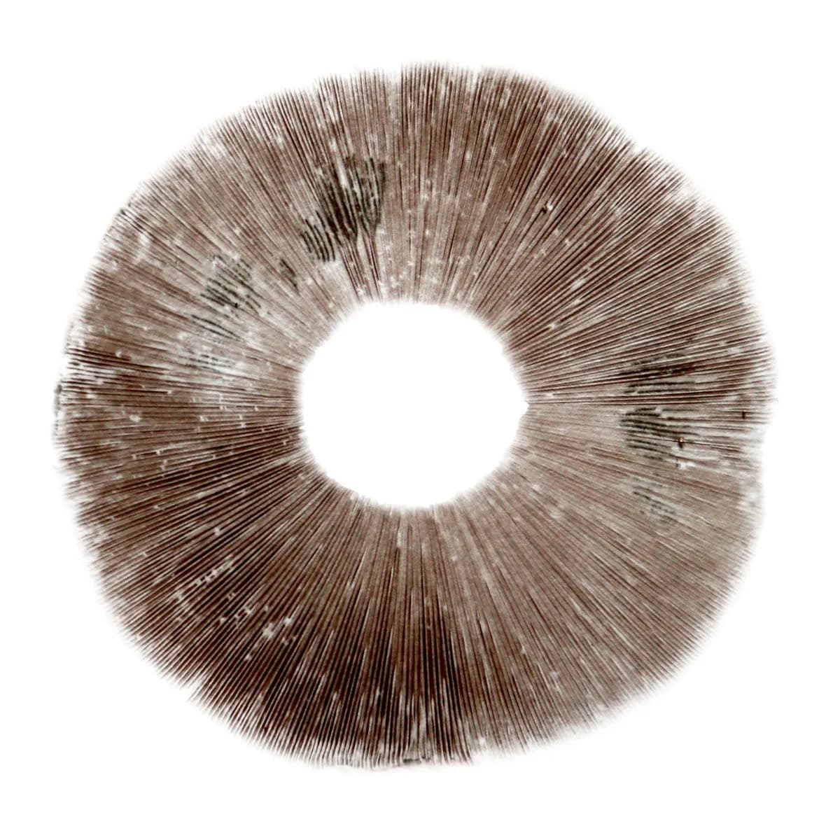 Wysiew zarodników Psilocybe cubensis Ban Hua Thai