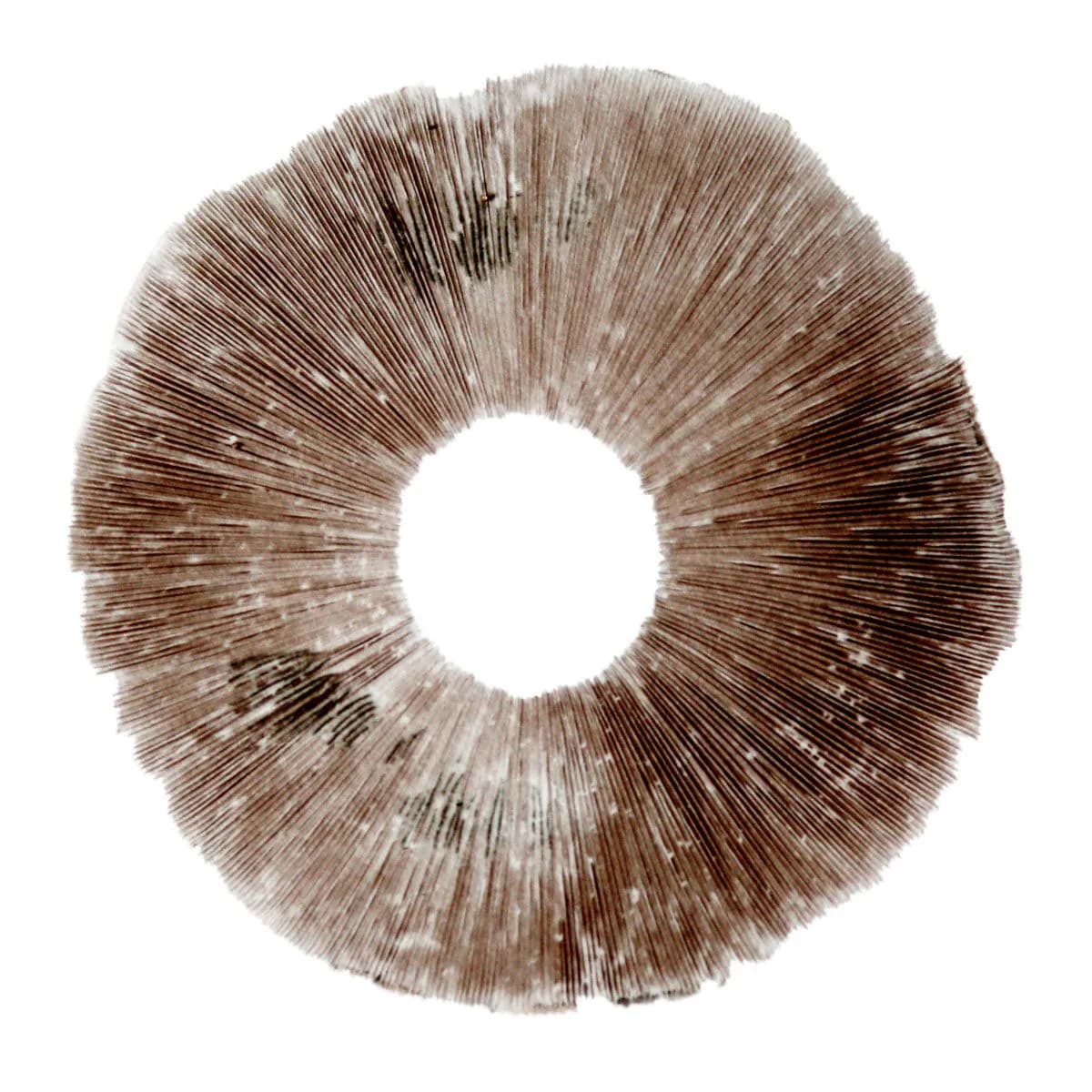 Wysiew zarodników Psilocybe cubensis Hawaii (PES)