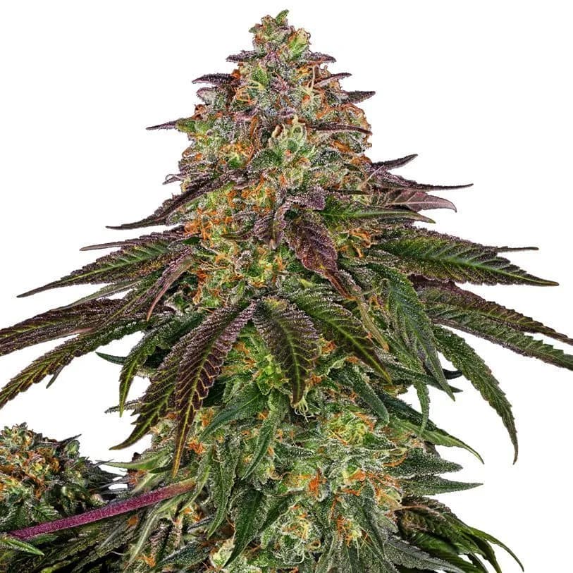 Sweet Cherry Kush