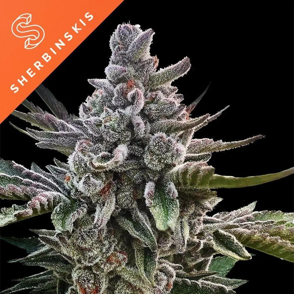 Açai Jelly (Sherbinskis x Silent Seeds)