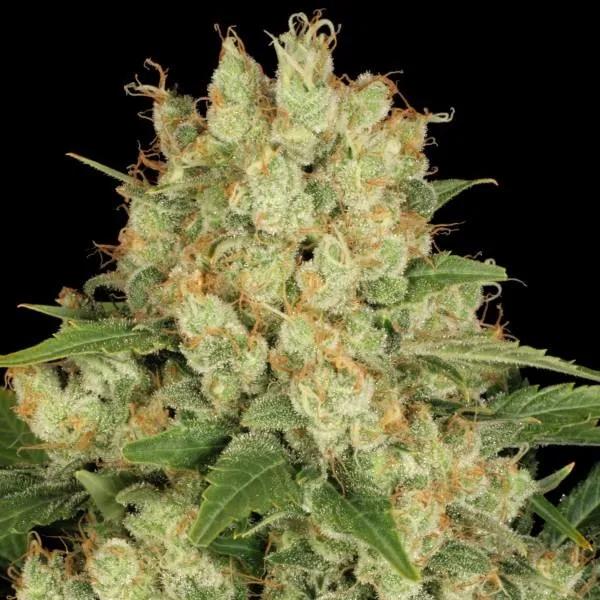 AK-47