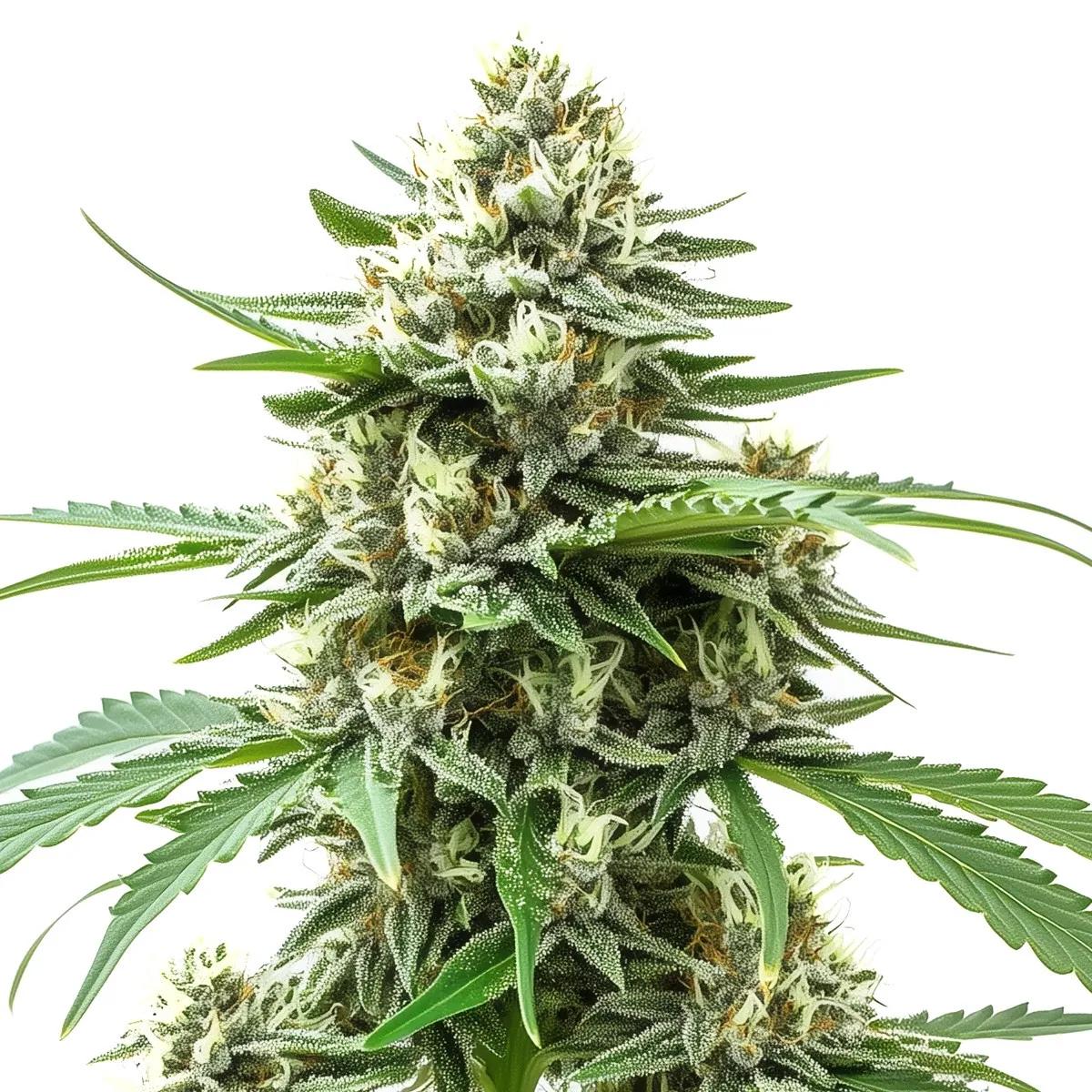 Alien OG