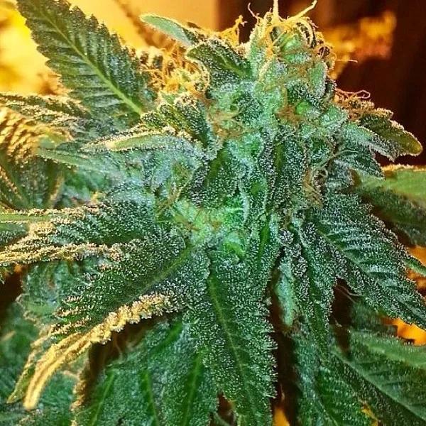 Alien OG