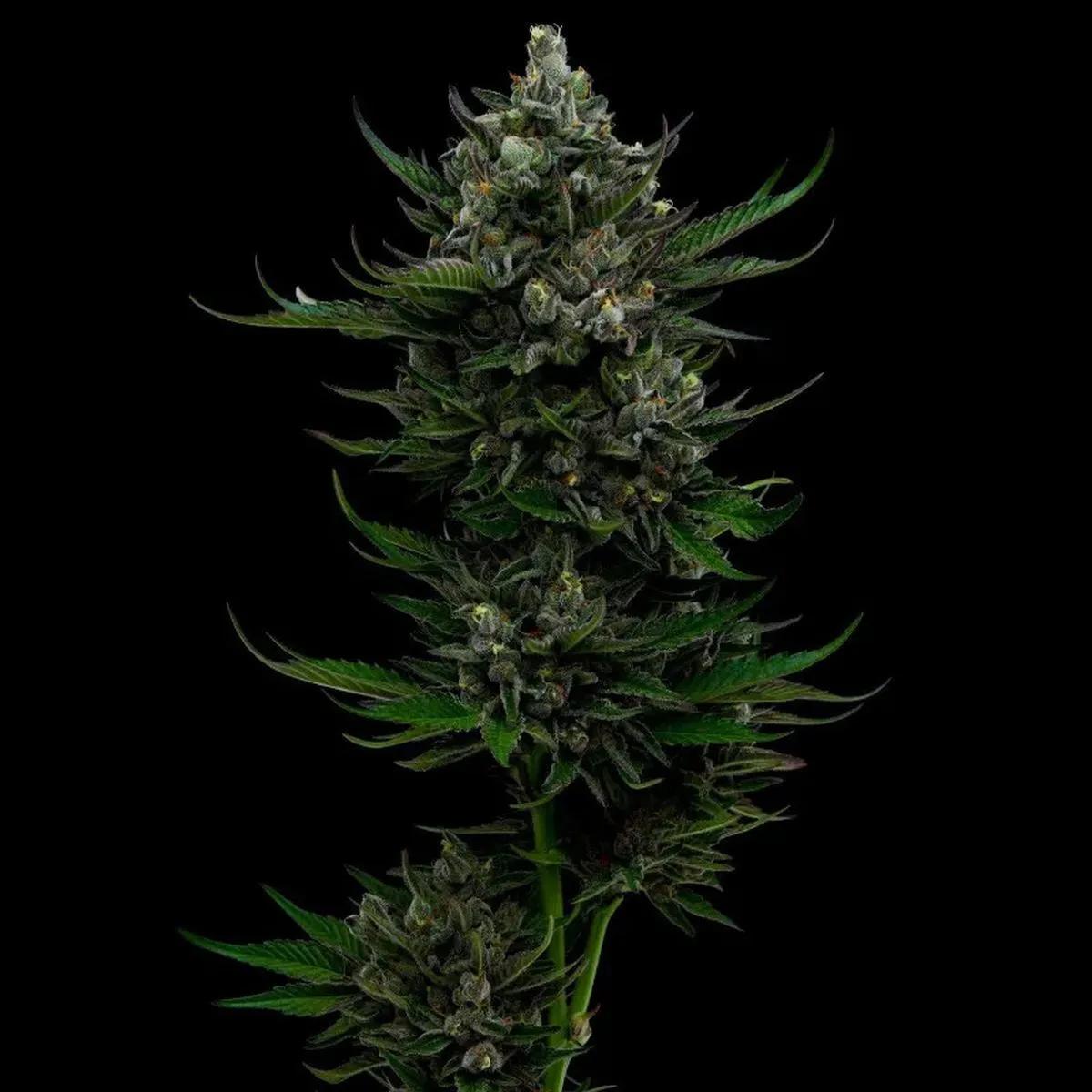 All Gas OG