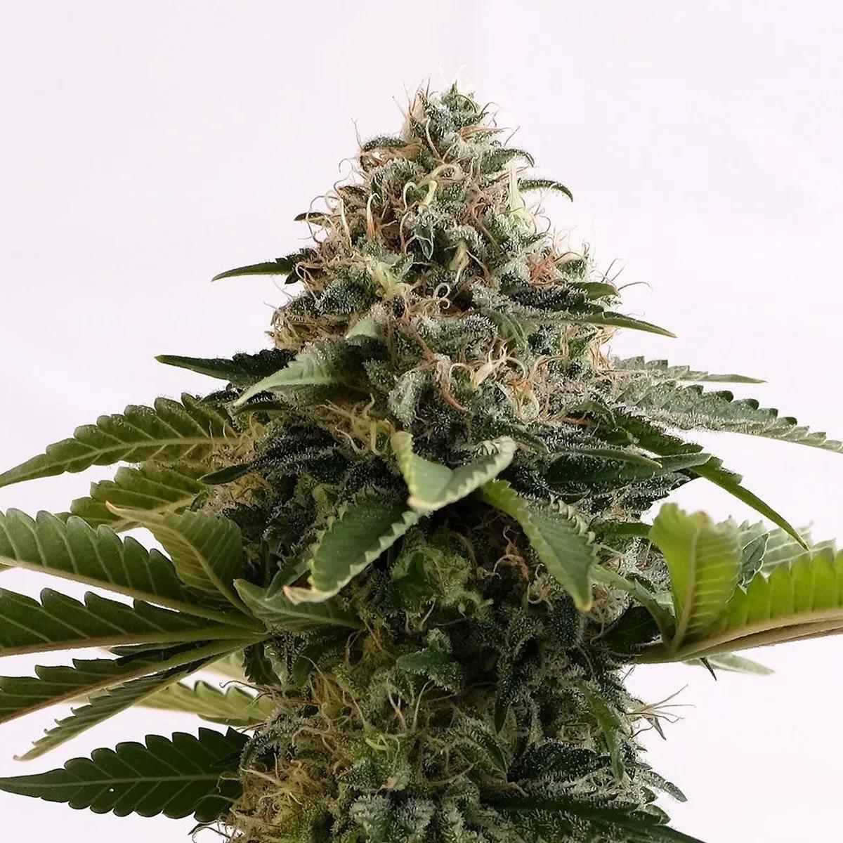 Amnesia Dream XL