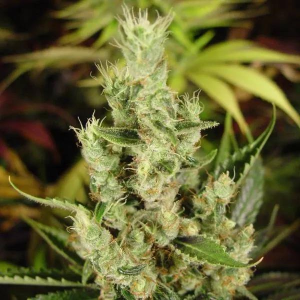 Amnesia Haze