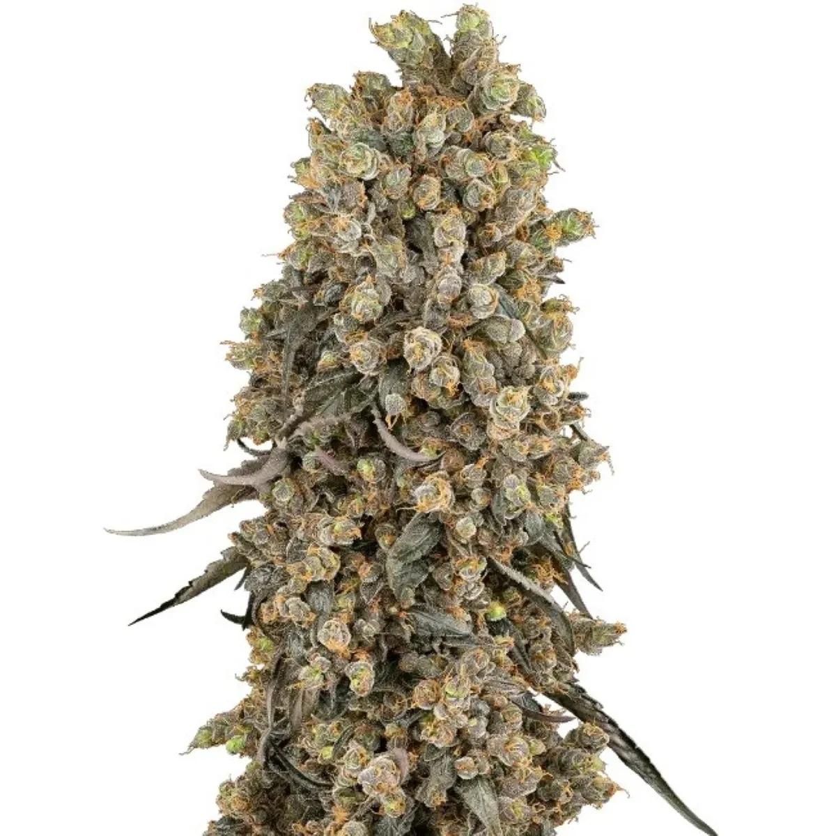 Atomic Blue Dream