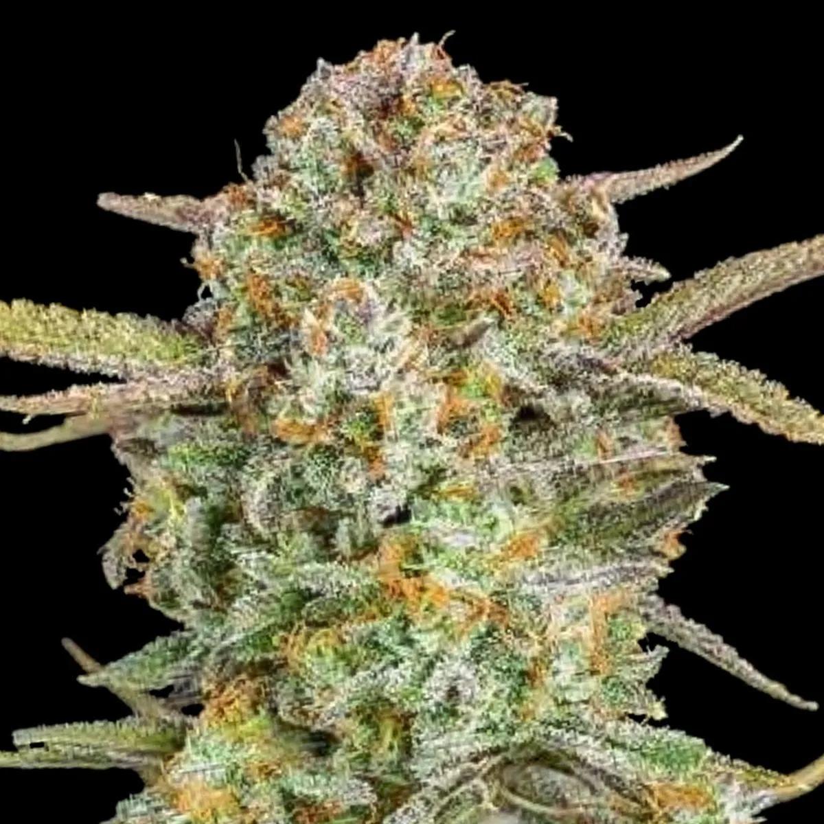 Auto Bruce Banner XXL