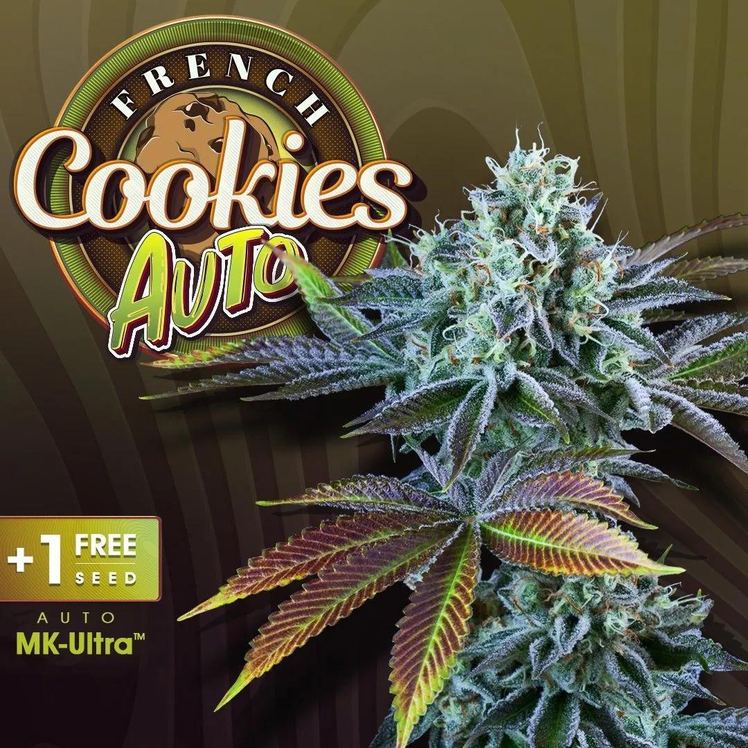 Auto French Cookies (T.H.Seeds)