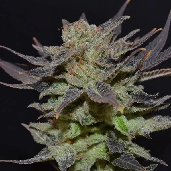 Auto Lavender