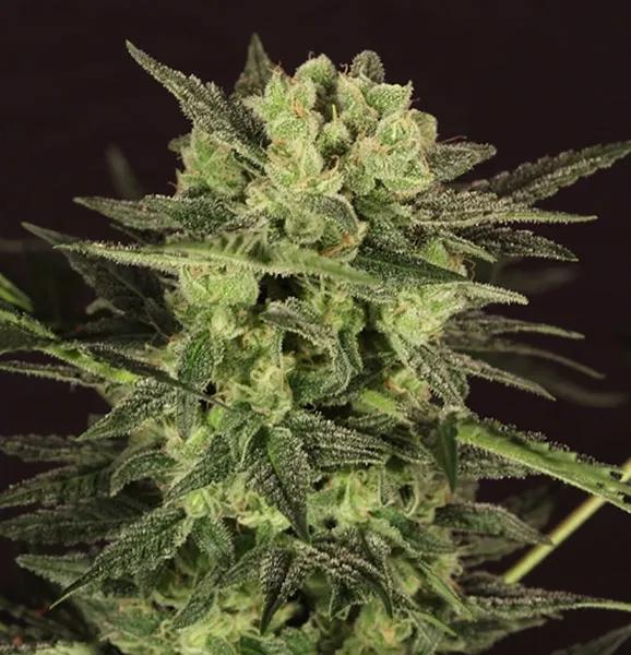 AUTO MK-Ultra® Kush