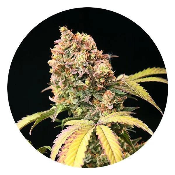 Auto Tao Mix 1 (Top Tao Seeds)