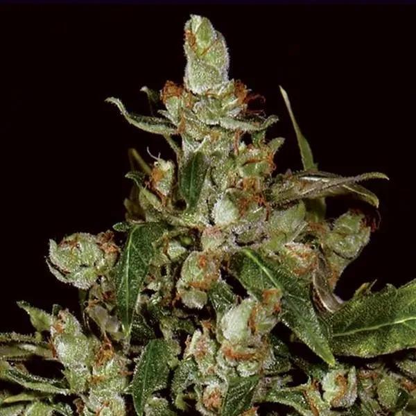 Auto Widow