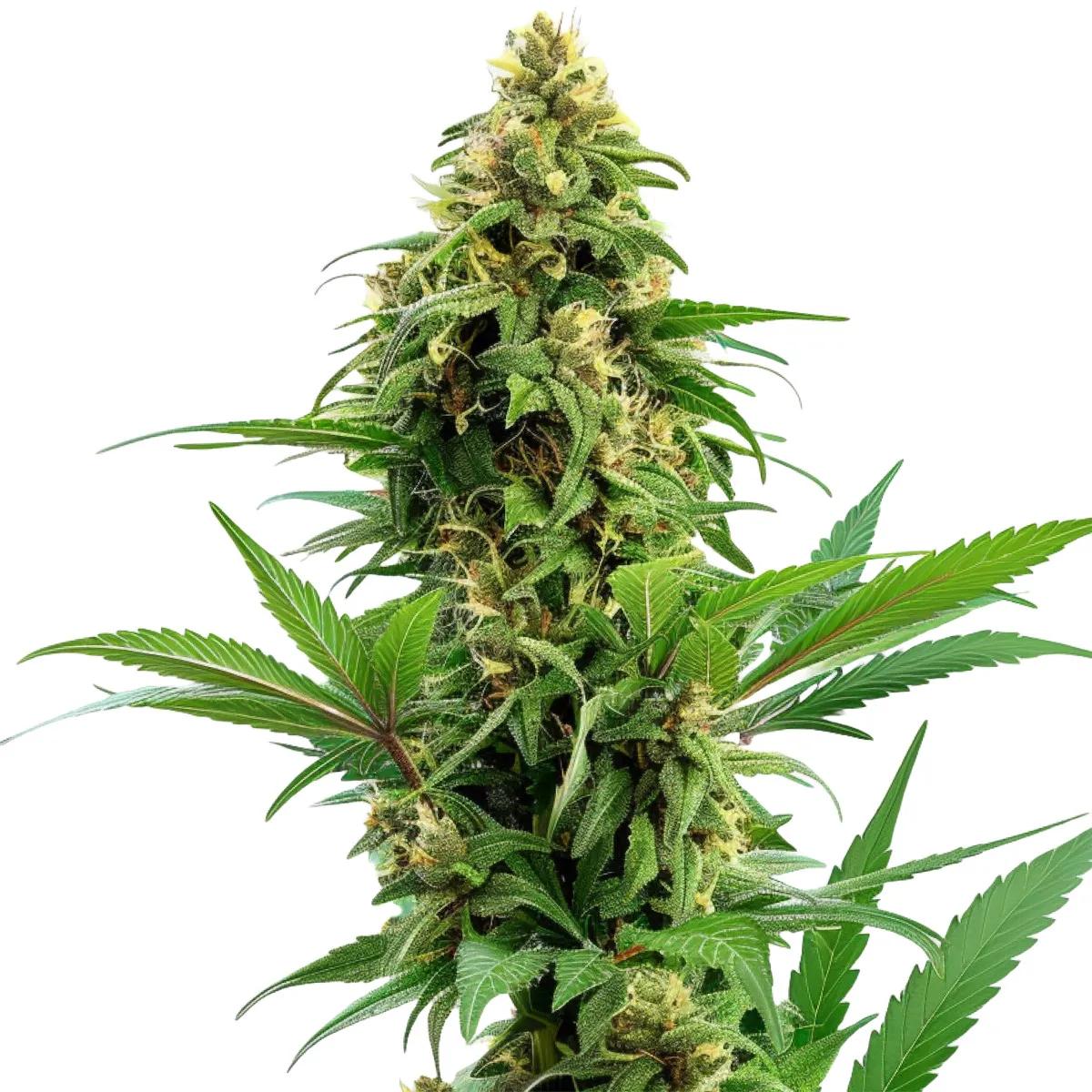 Banana Kush Auto
