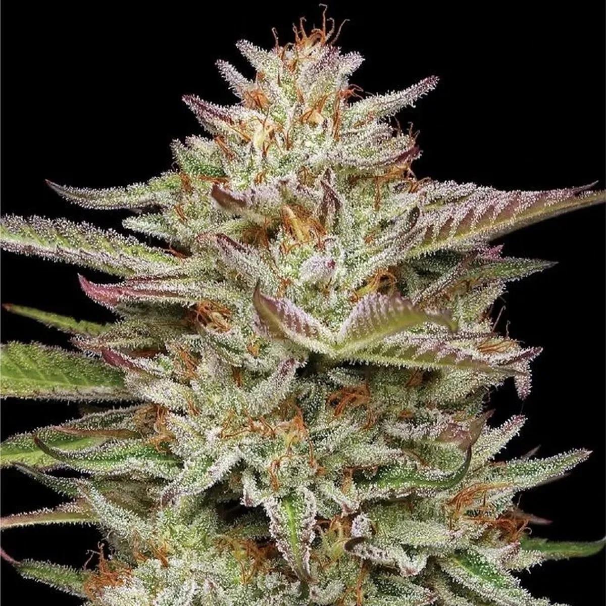 Banana OG
