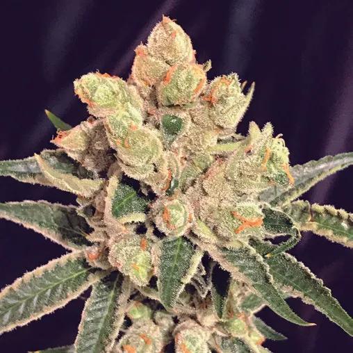 Banana Sherbet