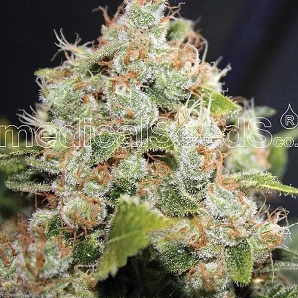 BCN Sour Diesel