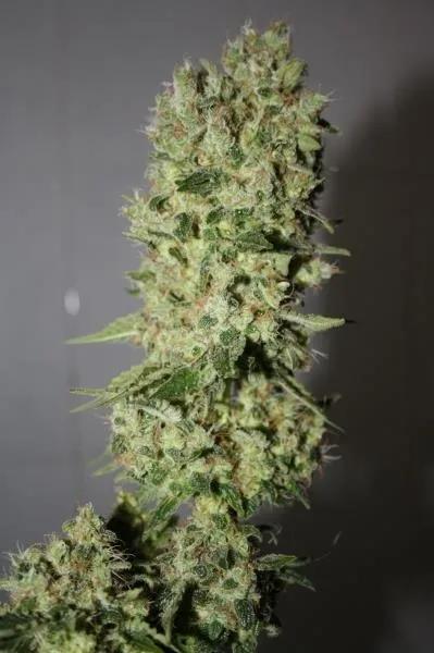 BCN Sour Diesel