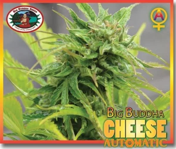 Big Buddha Cheese Autoflower