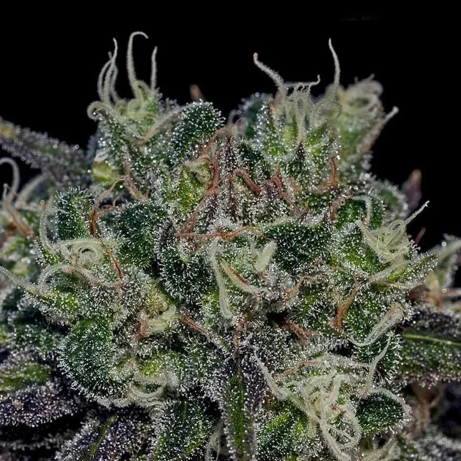 Black Widow
