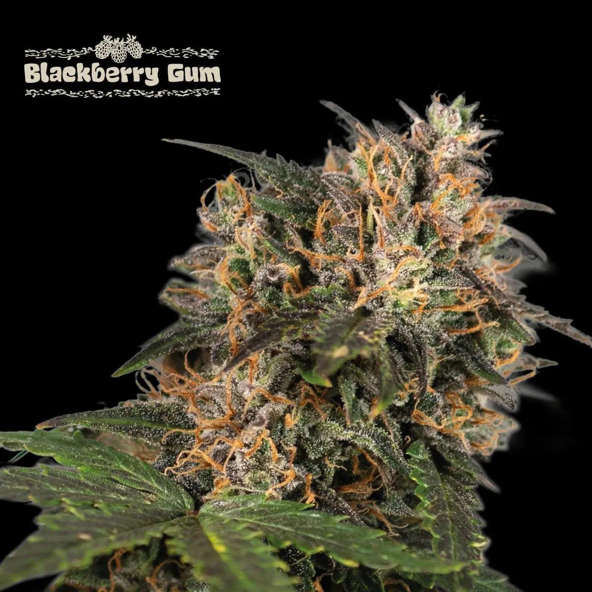 Blackberry Gum (Seedstockers)
