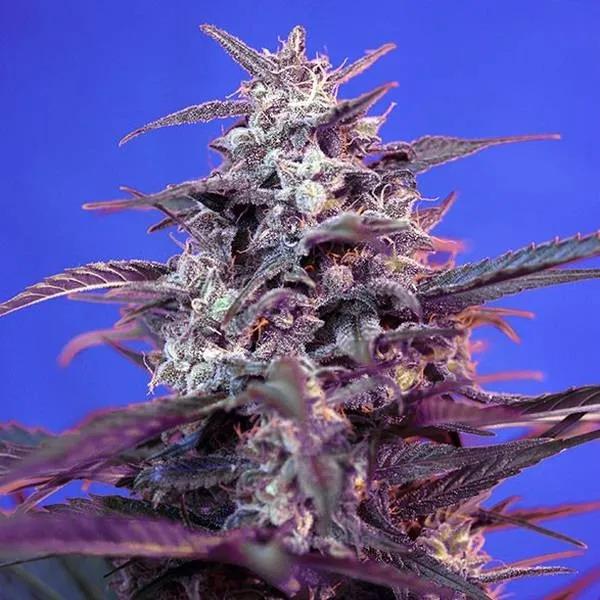 Bloody Skunk Auto