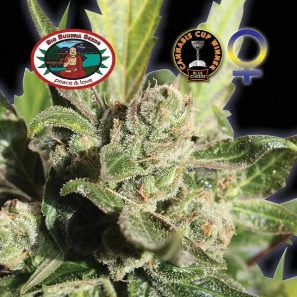 Blue Cheese