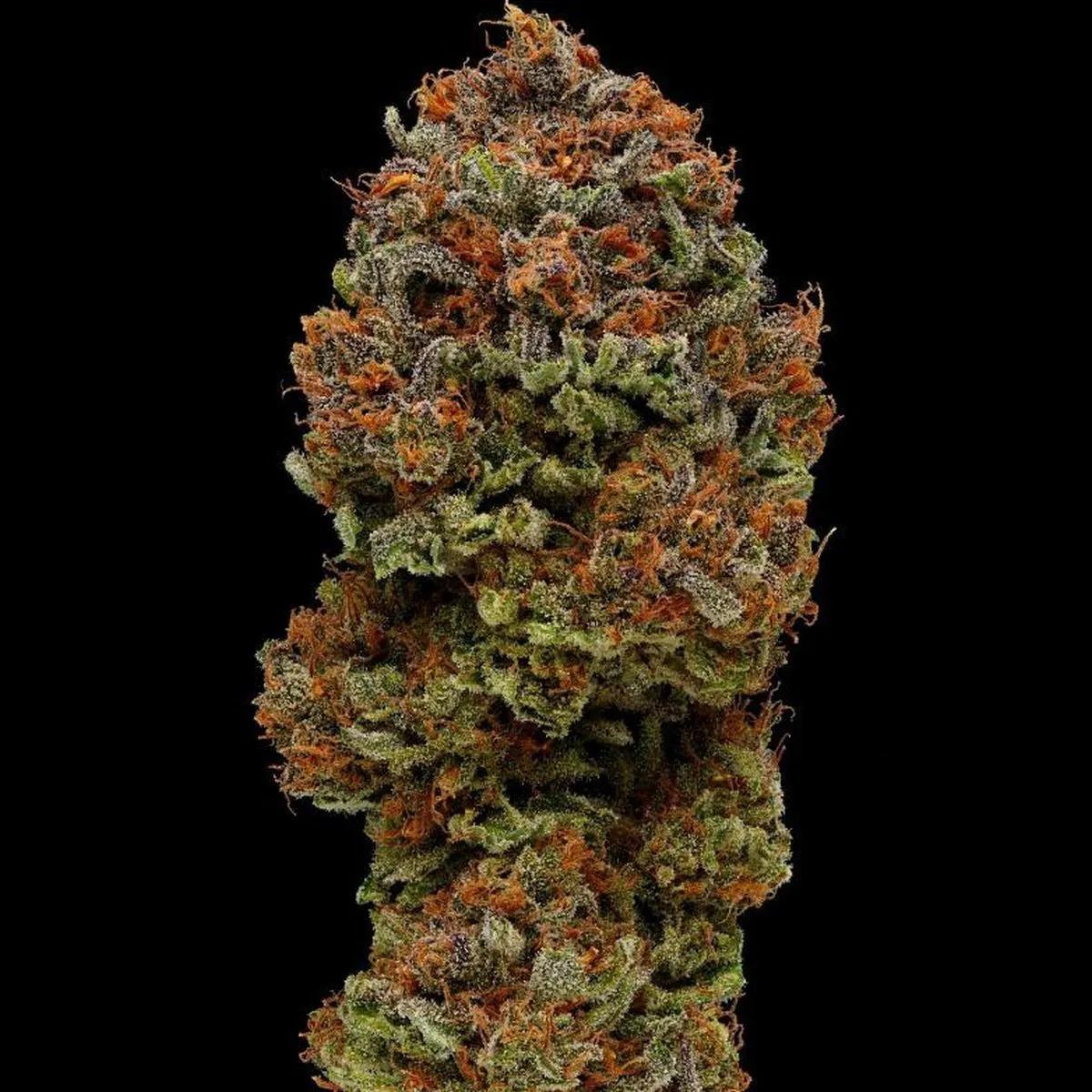 Blueberry Muffin
