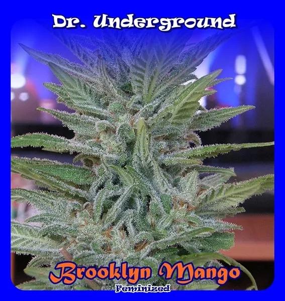 Brooklyn Mango