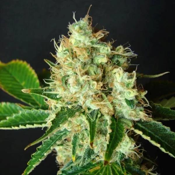 Bubblicious