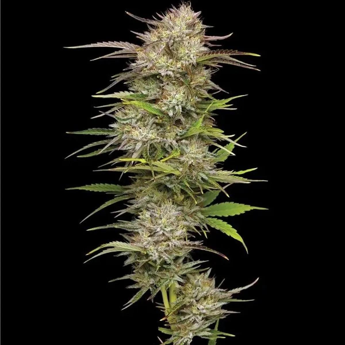 California Haze