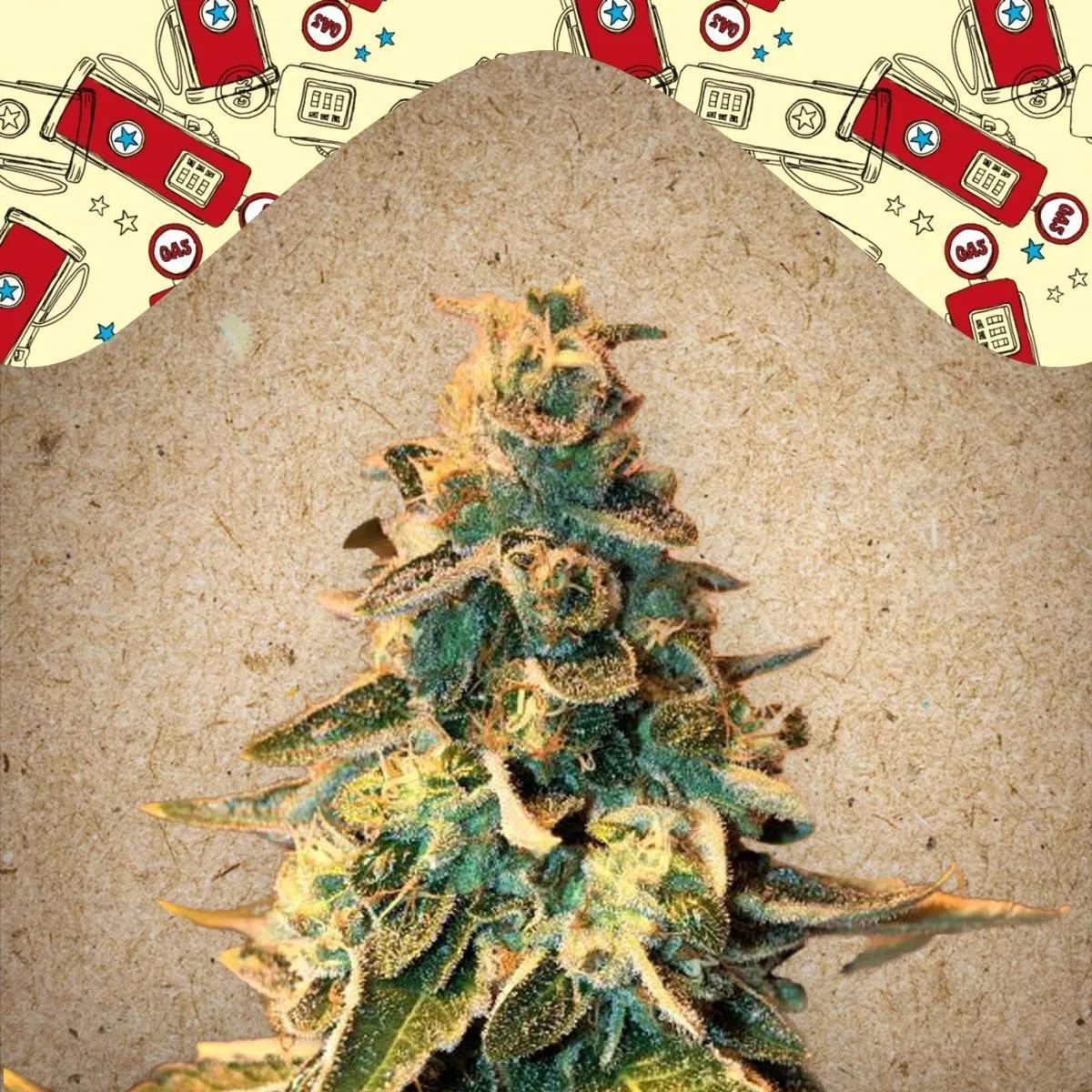 Chem OG