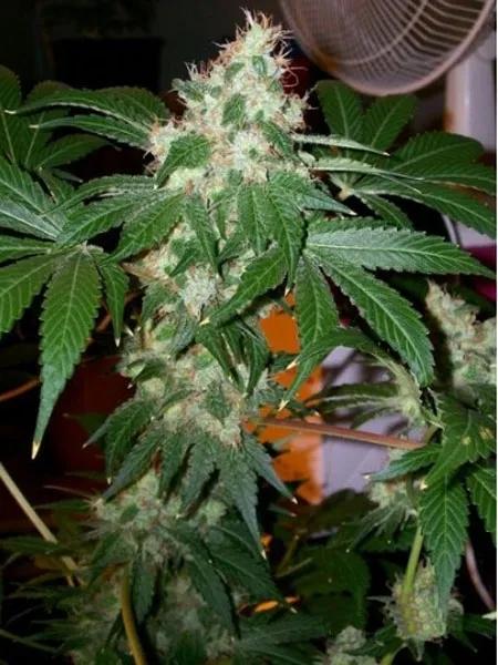 Chem Valley Kush
