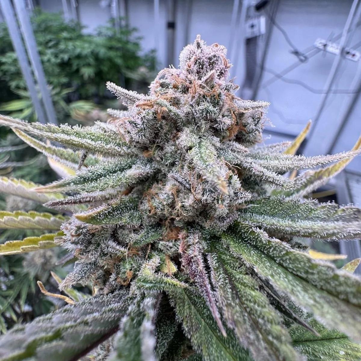 Cherry Cola Auto RF3