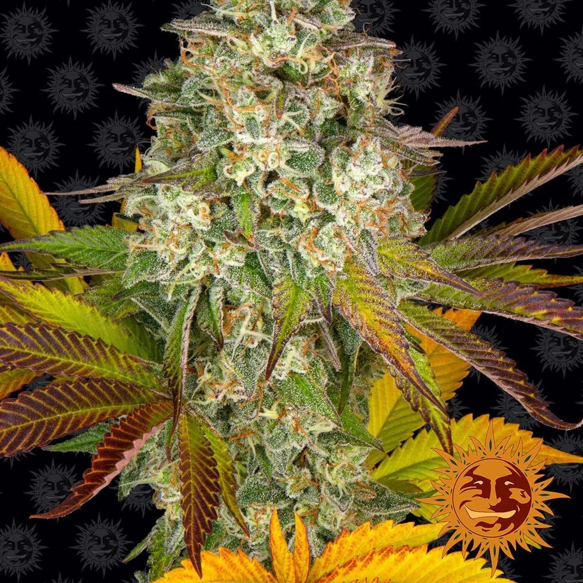 Cookies Kush