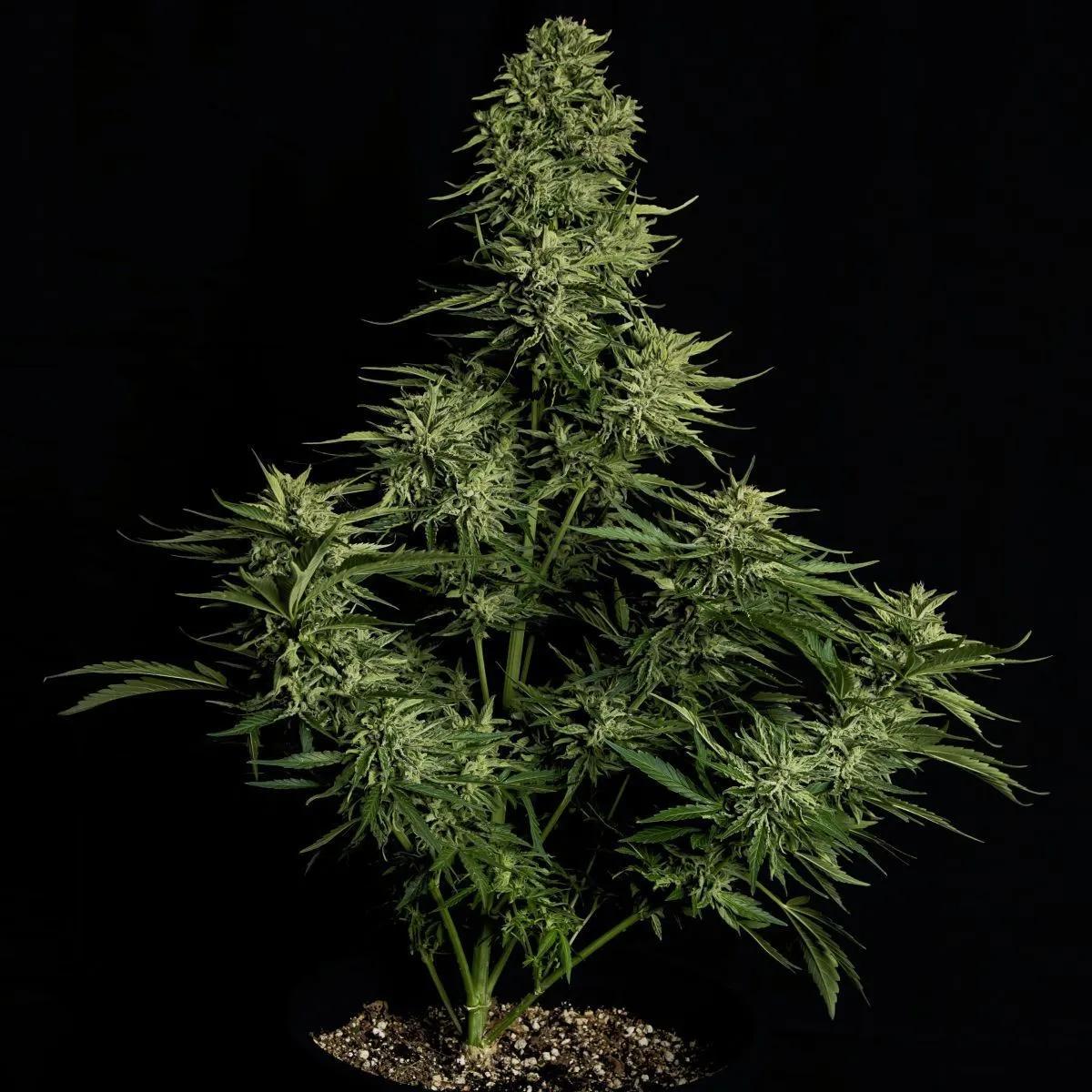 Cosmos F1 CBD