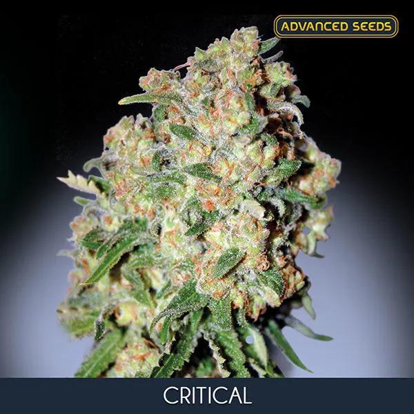 Critical