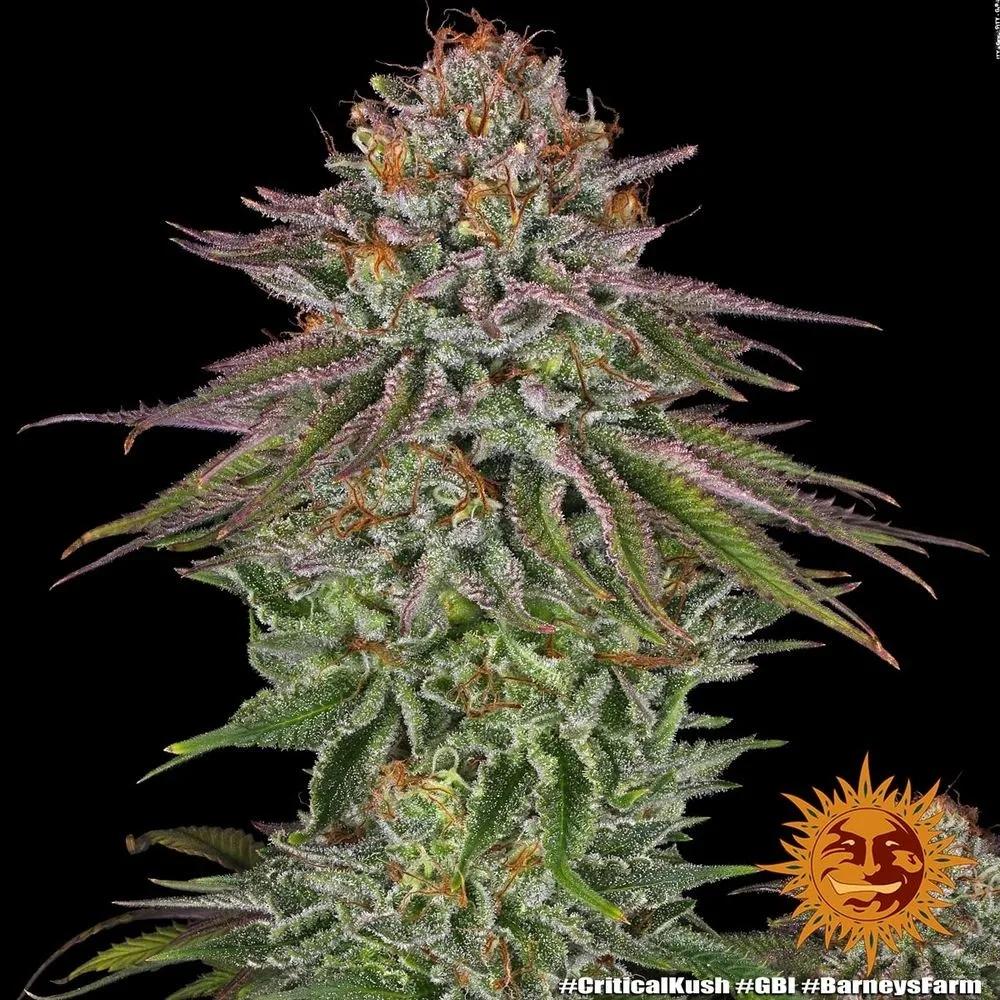Critical Kush